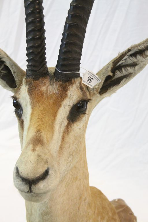 Large vintage Taxidermy Ibis head with Horns, label to verso reading "Rowland Ward Ltd London & - Image 6 of 9