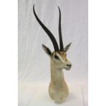 Large vintage Taxidermy Ibis head with Horns, label to verso reading "Rowland Ward Ltd London &