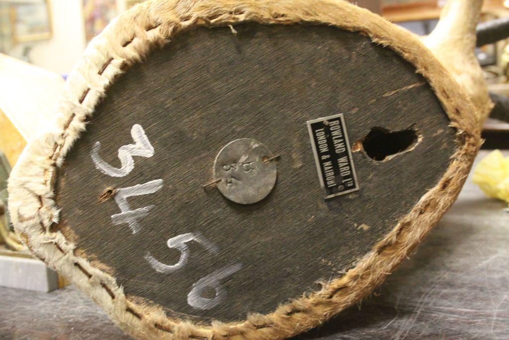 Large vintage Taxidermy Ibis head with Horns, label to verso reading "Rowland Ward Ltd London & - Image 8 of 9