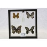 Framed and Mounted Set of Four Taxidermy Butterflies in Clear Case