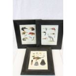 19th century Set of Ornithological Chromolithographs Studies of Birds of the New World