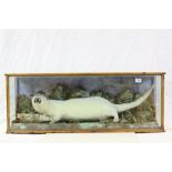 Early 20th Century cased Taxidermy White Otter with Pike in naturalistic setting, case measures