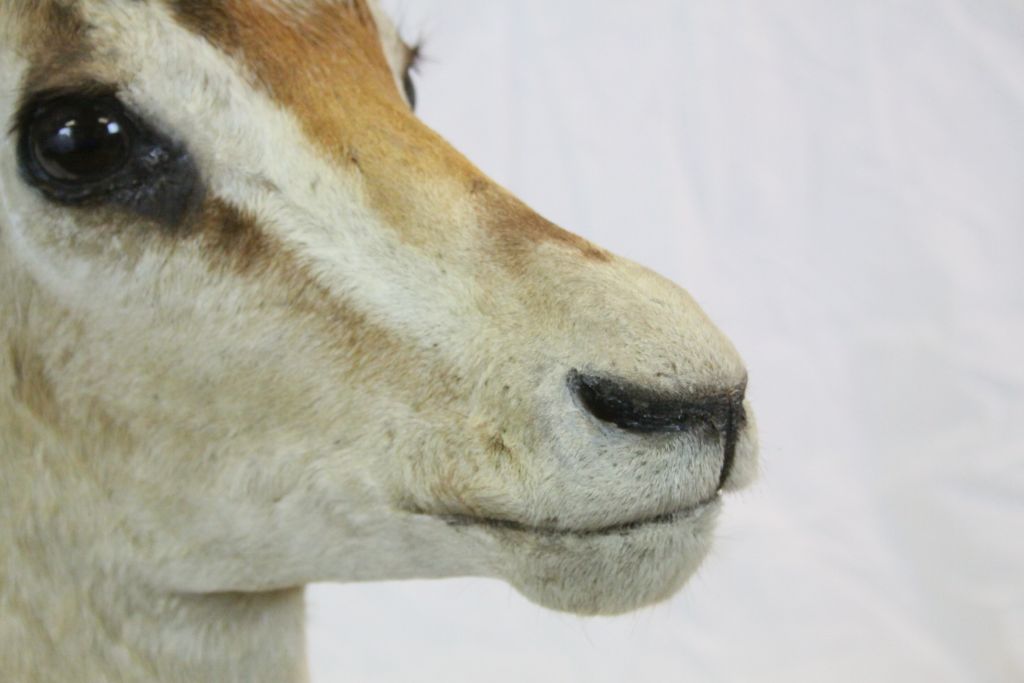 Large vintage Taxidermy Ibis head with Horns, label to verso reading "Rowland Ward Ltd London & - Image 5 of 9