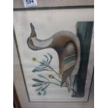 Pair of Framed and Glazed Prints of Coloured Engravings of Ducks titled ' Anas Minor ' and ' Anas