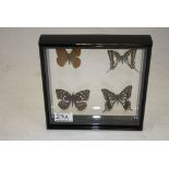 Four Taxidermy Butterflies framed and mounted in a clear case