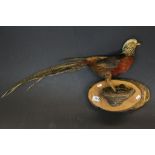 Taxidermy Pheasant with Golden comb on a naturalistic Wooden mount