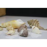 Large Collection of Seashells of Various Sizes