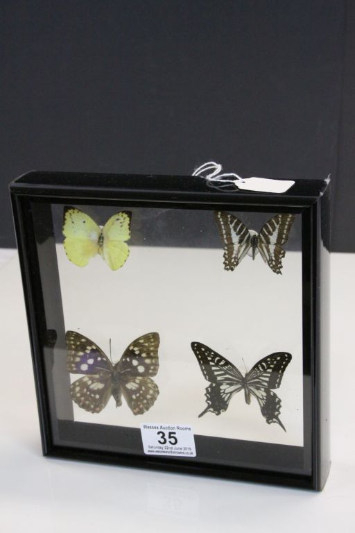 Framed and Mounted Four Taxidermy Butterflies in clear case - Image 2 of 2