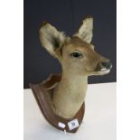 Oak shield mounted Taxidermy bust of a Doe, approx 32cm long from base of neck to tip of ear