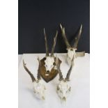 Four Taxidermy Roe Deer Skulls with Antlers, one with Oak Shield mount another marked to Skull "