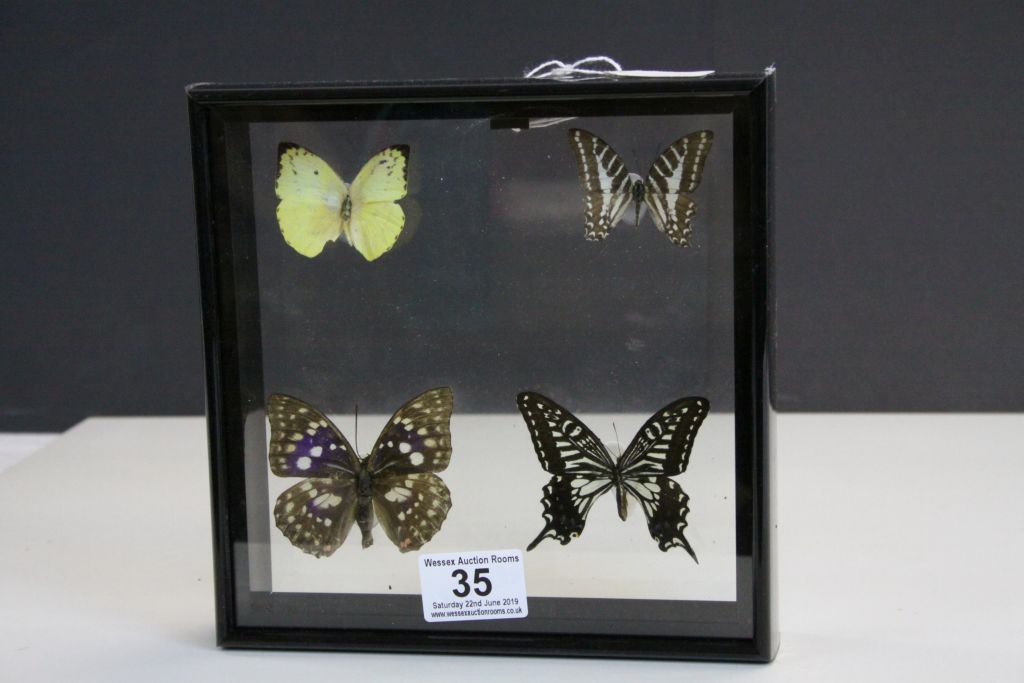 Framed and Mounted Four Taxidermy Butterflies in clear case