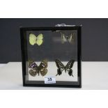 Framed and Mounted Four Taxidermy Butterflies in clear case