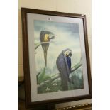 Framed and signed oil painting study of Blue Macaws