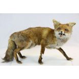 Taxidermy Standing Fox, 73cms long