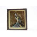 Wooden cased Taxidermy Finch with glazed panel to front, case approx 18 x 16.5 x 9.5cm