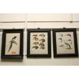 19th Century set of print studies of Exotic Bird studies of The New World (3)