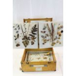 Three Vintage Educational Display Trays of Dried Plant and Pressed Plant Material with annotated