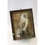 Glass cased Taxidermy study of a barn Owl with Picture frame wall mount, case approx 37 x 26.5 x