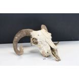 Rams skull and horns