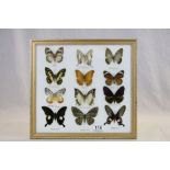 Twelve Taxidermy Butterflies, Framed and Mounted