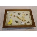 Display case containing taxidermy butterflies, bugs and silver enamel Victorian brooch