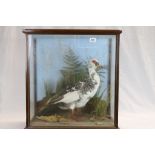Taxidermy cased muscovy duck mounted by Mountney of Twyford together with framed images and model of