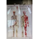 Two anatomical posters of the human body