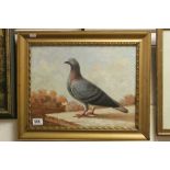 Oil painting study of a racing pigeon perched on a ledge