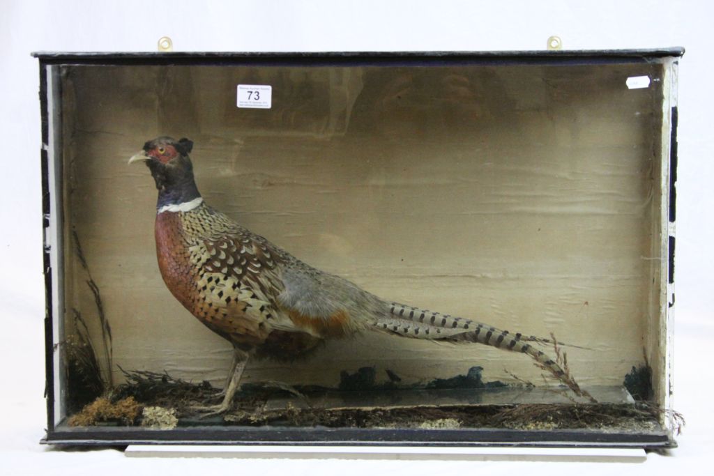 Vintage cased Taxidermy Pheasant, case approx 74 x 45.5 x 17cm