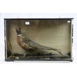 Vintage cased Taxidermy Pheasant, case approx 74 x 45.5 x 17cm