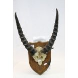 Taxidermy pair of Antelope Horns on an Oak Shield, horns approx 45cm long