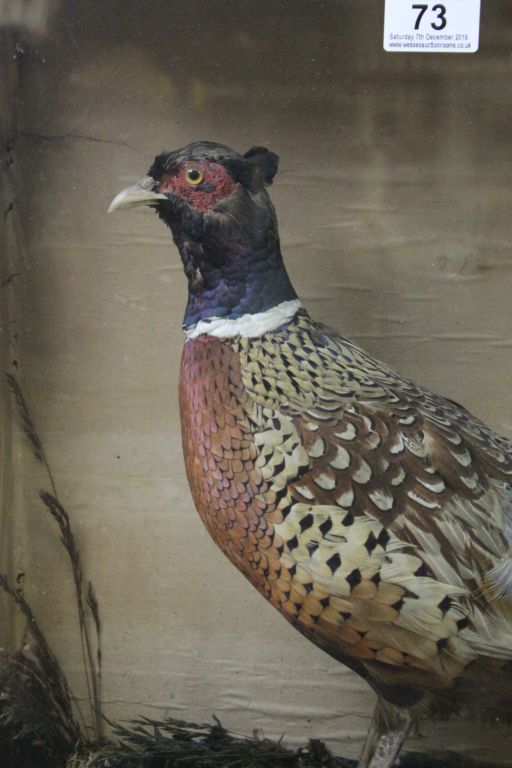 Vintage cased Taxidermy Pheasant, case approx 74 x 45.5 x 17cm - Image 2 of 3