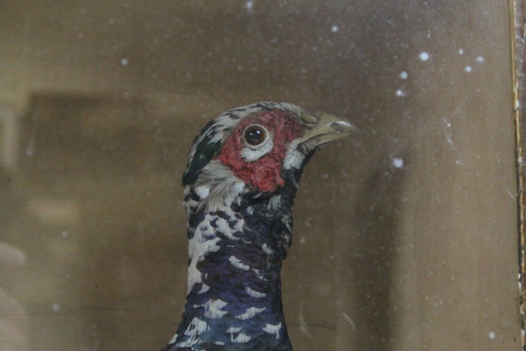 Cased Taxidermy display of two Pheasants & other smaller Birds, case approx 85.5 x 49 x 21.5cm - Image 5 of 7