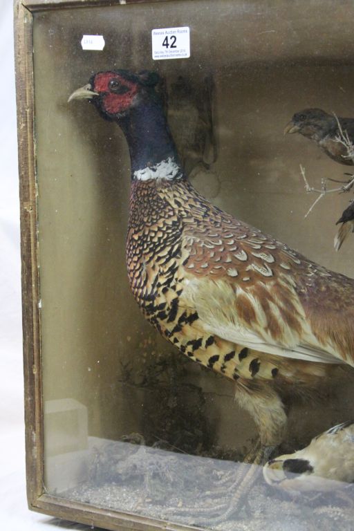 Cased Taxidermy display of two Pheasants & other smaller Birds, case approx 85.5 x 49 x 21.5cm - Image 3 of 7