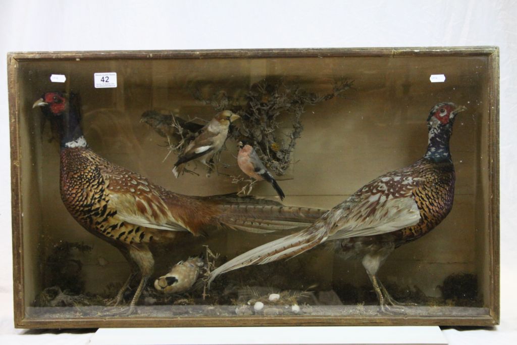 Cased Taxidermy display of two Pheasants & other smaller Birds, case approx 85.5 x 49 x 21.5cm