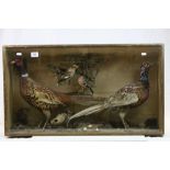 Cased Taxidermy display of two Pheasants & other smaller Birds, case approx 85.5 x 49 x 21.5cm