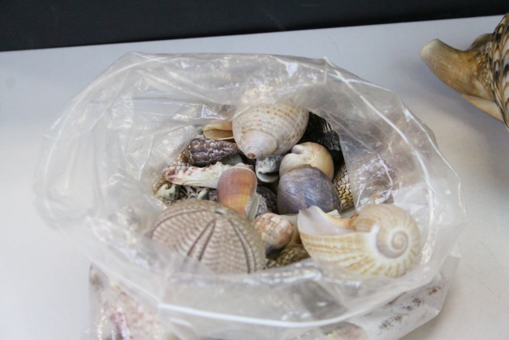 Quantity of sea shells to include conch shells etc - Image 5 of 7