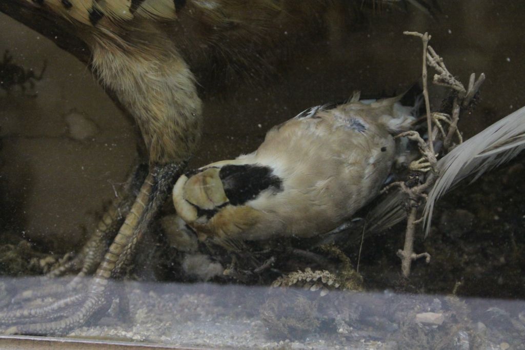 Cased Taxidermy display of two Pheasants & other smaller Birds, case approx 85.5 x 49 x 21.5cm - Image 7 of 7