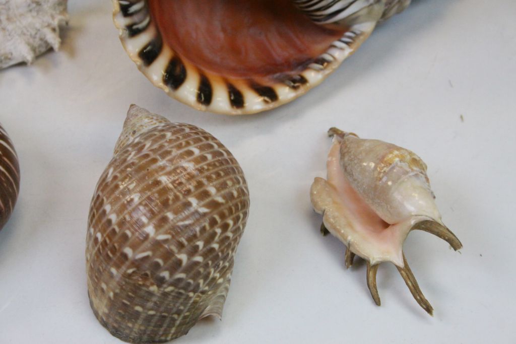 Quantity of sea shells to include conch shells etc - Image 3 of 7
