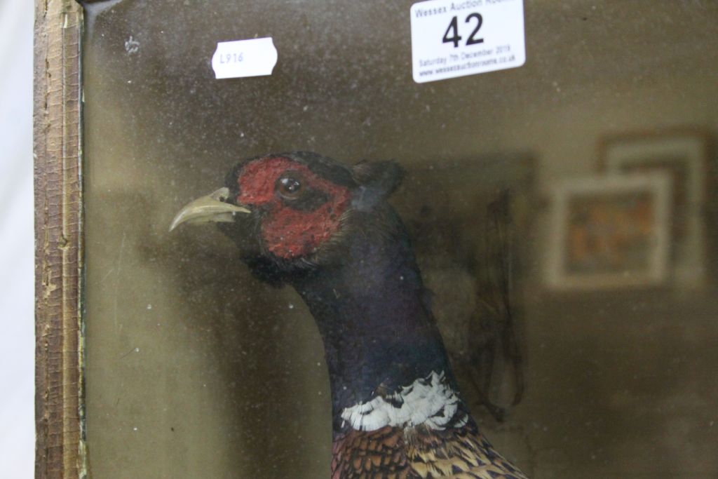 Cased Taxidermy display of two Pheasants & other smaller Birds, case approx 85.5 x 49 x 21.5cm - Image 6 of 7