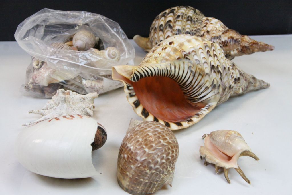 Quantity of sea shells to include conch shells etc