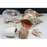 Quantity of sea shells to include conch shells etc