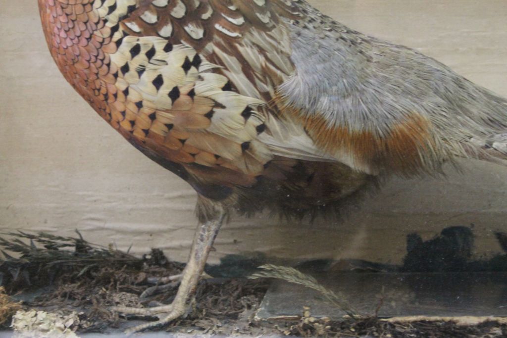 Vintage cased Taxidermy Pheasant, case approx 74 x 45.5 x 17cm - Image 3 of 3