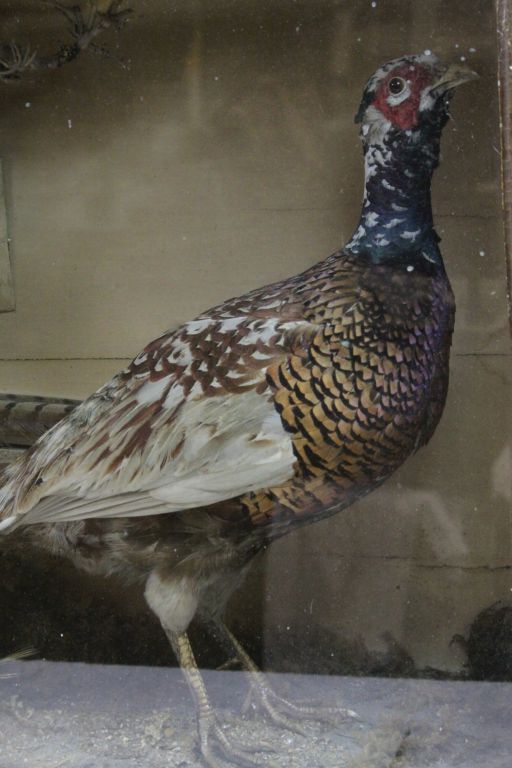 Cased Taxidermy display of two Pheasants & other smaller Birds, case approx 85.5 x 49 x 21.5cm - Image 2 of 7