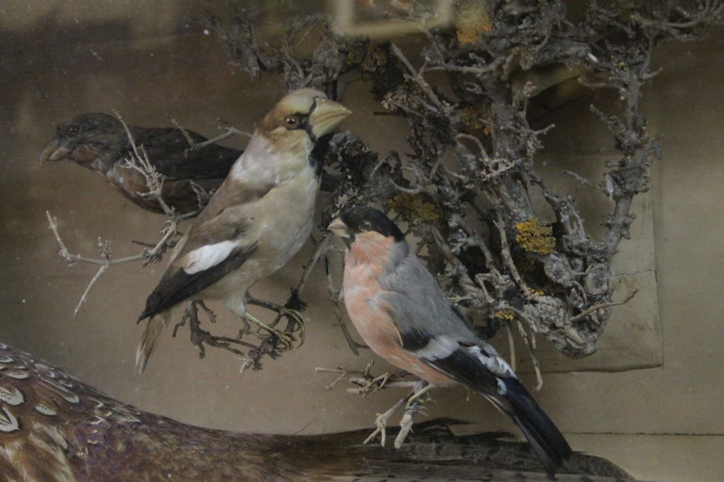 Cased Taxidermy display of two Pheasants & other smaller Birds, case approx 85.5 x 49 x 21.5cm - Image 4 of 7