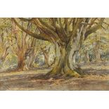 W. Stuart ROBERTSON (19th/20th Century)  Woodland, Watercolour, Signed by artists daughter lower