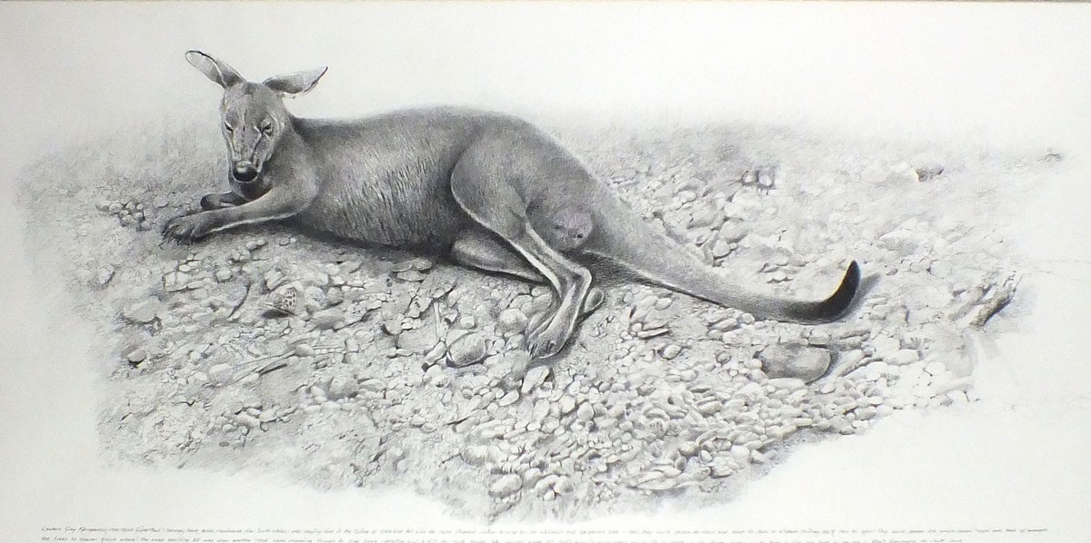 Robin ARMSTRONG (British b. 1947) Eastern Grey Kangaroo, Pencil and charcoal, Signed and dated