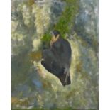 Richard Barrie TRELEAVEN (British 1920-2009) Peregrine on a Grassy Ledge, Oil on canvas, 18" x 14.