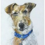 Naomi FREARS (British b. 1963) Wire-haired Jack Russell with a Blue Collar, Watercolour, Note from