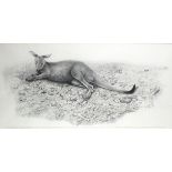 Robin ARMSTRONG (British b. 1947) Eastern Grey Kangaroo, Pencil and charcoal, Signed and dated